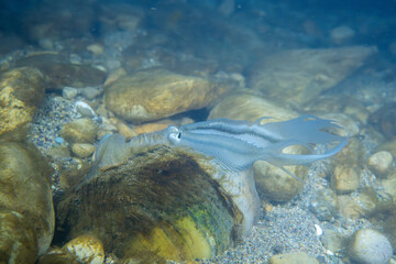 Plain pocketbook doing lure display