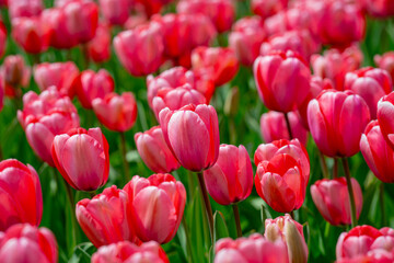 Red Tulip flower in tulip field at spring day. Colorful vivid pink tulips in the park. Spring landscape. Red tulip garden in spring. The Tulip. Beautiful bouquet of tulips in spring nature. Close up