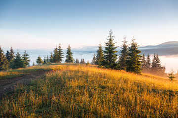 Green young fir trees on the slope in the fresh morning atmosphere. Carpathian mountains, Ukraine, Europe.