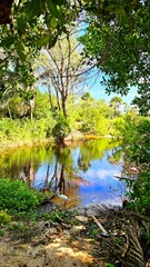 A tranquil scene of a forest pond with reflective water, green trees and a white heron