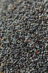 Organic Raw Dry Poppyseeds