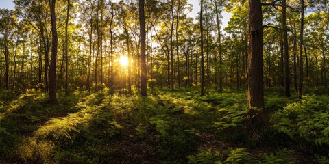 Fototapeta premium forest scene with sunlight filtering through tall trees, illuminating lush greenery and creating a tranquil atmosphere.