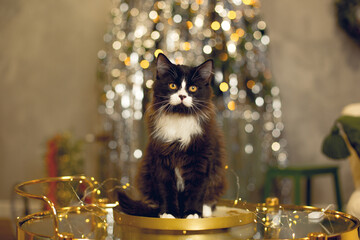 A black and white fluffy cat sits on a golden table against the background of a New Year tree.