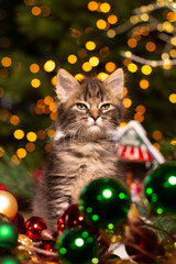 A striped fluffy kitten sits against the background of Christmas tree decorations and a New Year tree.