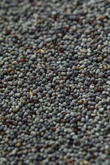 Organic Raw Dry Poppyseeds