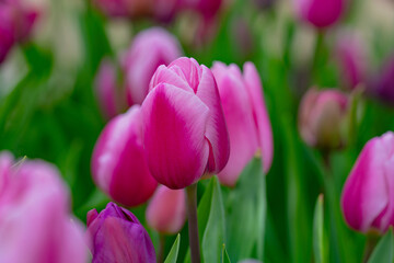 Fototapeta premium Pink spring flowers tulips. Spring background for Easter or Valentines Day. Beautiful bouquet of tulips in spring with blurred background. Bright purple color of blossom tulips. Violet Spring flower.