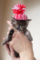 Tabby kitten in hands. Kitten in a hat.