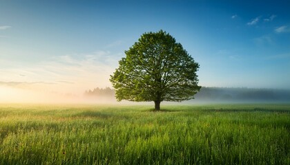 Obraz premium Single tree in a foggy field