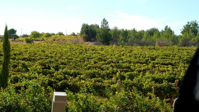 Bountiful Grape Vineyard, vineyard filled with rows of vibrant green vines, where lush grapes flourish, destined to become exquisite wine