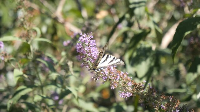 mariposa en una flor
