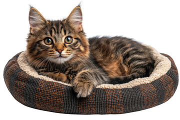 Cat lying in a brown pet bed isolated on transparent background, png file, no background png file