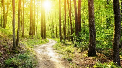 Obraz premium Serene Winding Trail Through Lush Green Forest