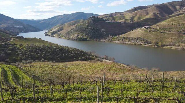 Douro wine valley with wineyards, Portugal, Unesco world heritage site