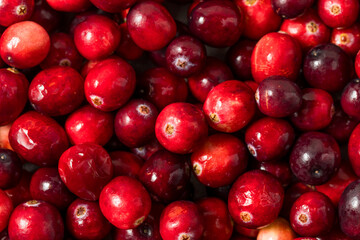 Organic Raw Red Cranberries