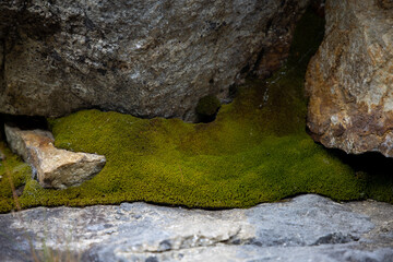 moss on stone