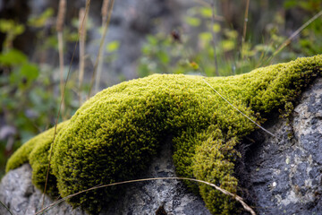 moss on stone
