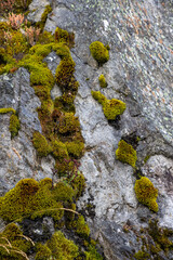 moss on the rock