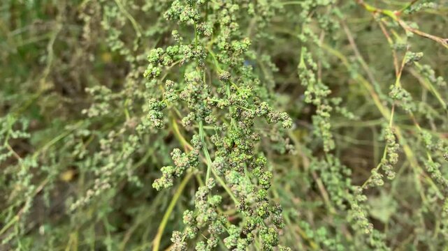 Chenopodium album is fast-growing weedy annual plant in genus Chenopodium