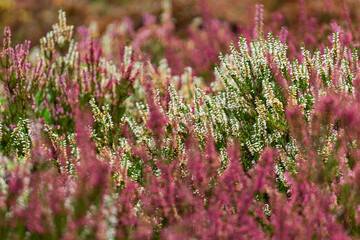 Obraz premium Pink heather flowers in the autumn park