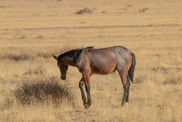 Wild Horse in Autumn in the Utah Desert