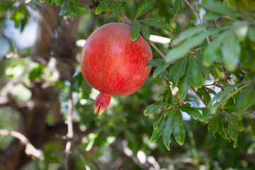 A perfectly ripe red pomegranate on a branch in an autumn afternoon, ready to be picked. 