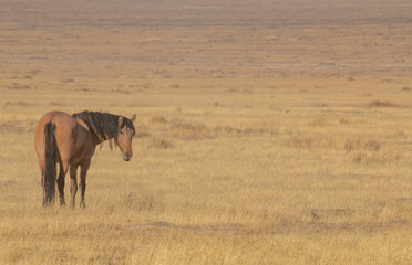 Wild Horse in Autumn in the Utah Desert