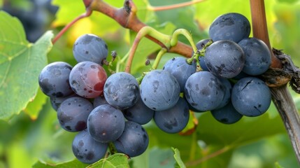A close-up view of a cluster of ripe purple grapes hanging from a lush green vine, showcasing their freshness and abundance in a vineyard setting against bright foliage.