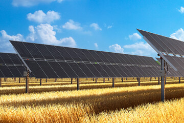 Solar Panels Amidst Wheat Field Illustrating Renewable Energy in Agriculture