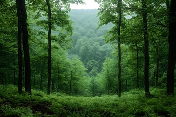 Obraz premium Lush green forest landscape with dense trees and serene atmosphere, evoking a sense of tranquility and natural beauty.