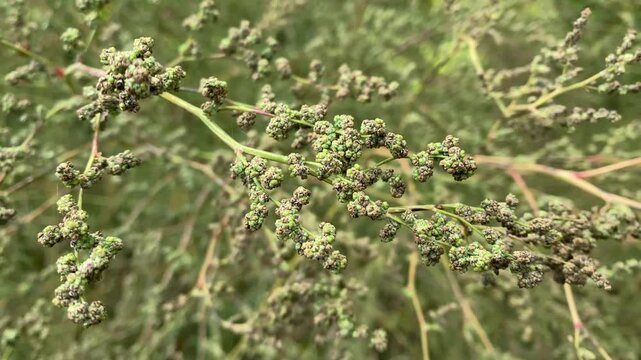 Chenopodium album is fast-growing weedy annual plant in genus Chenopodium. It is lamb's quarters, melde, goosefoot, wild spinach and fat-hen.
