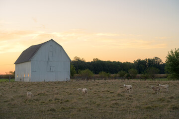 Sheep standing and grazing in front of a white barn at sunrise. Morning orange glow. Peaceful country farm scene