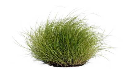Grass, tuft, greenery, plant, foliage, blades, lawn, meadow, nature, organic, growth, verdant, lush, botanical, gardening, landscaping, ornamental, texture, wispy, delicate, slender, fibrous, dense, c