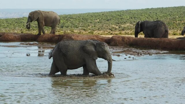 A baby elephant is bathing in a big pond and drinking water. And enjoying the water on a hot summer day in the wild savannahs. The wildlife in the Addo National park in South Africa during the daytime