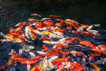 Many colorful Koi fish are swimming close together in an ornamental pond. Radiant koi in a landscaped aquatic habitat garden.