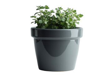 Fototapeta premium Grey fiberglass pot with plants isolated on transparent background, png file, no background png file