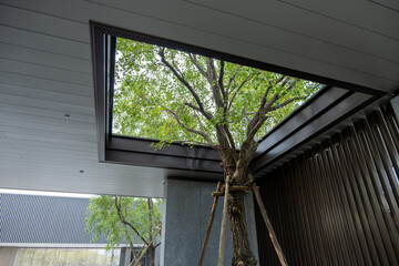 A modern architectural design features a tree growing through a rectangular opening in the ceiling,...
