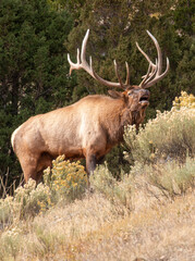 Bull Elk Bugling During the Rut in Wyoming in Autumn
