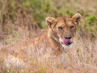 Oh, that was delicious. A lioness in the Serengeti smacks her tongue.