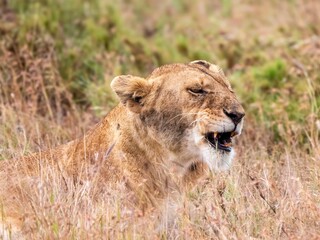 A beautiful lioness looks rather grimly into the savannah in the Serengeti National Park.