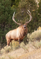 Bull Elk Bugling During the Rut in Wyoming in Autumn