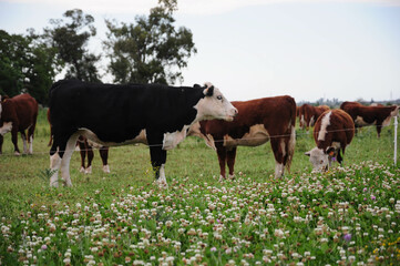 Cows grazing peacefully in a lush, flower-filled pasture on a calm summer day.