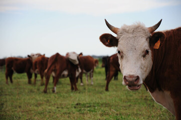 Curious cow in lush pasture with herd grazing peacefully in background