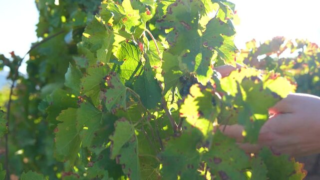 Bountiful Grape Vineyard, vineyard filled with rows of vibrant green vines, where lush grapes flourish, destined to become exquisite wine