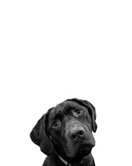 Black and white chocolate labrador cute dog face