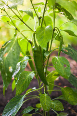 Growing a Green Chili Pepper Plant in Your Home Garden Space