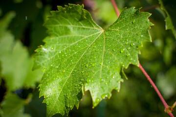 A CloseUp View of Refreshing Green Leaves with Water Drops Glistening in Sunlight