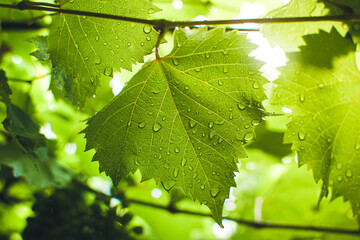 A CloseUp View of Refreshing Green Leaves with Water Drops Glistening in Sunlight