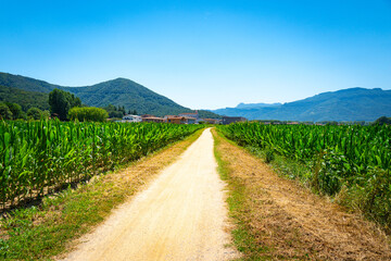 Corn crop field of green leaves under the sunny blue sky. Natural landscape with mountains in the background