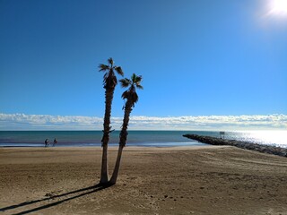 palm trees on the beach