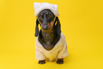 A cute dachshund wearing cozy pajamas poses against a vibrant yellow backdrop, creating a playful...